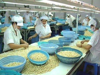 Viet Nam cashew industry fails to meet export targets