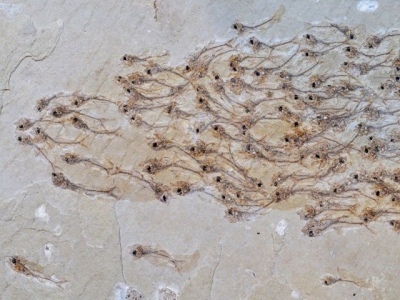 Đàn cá 50 triệu năm, tôm hùm cổ đại siêu to khổng lồ