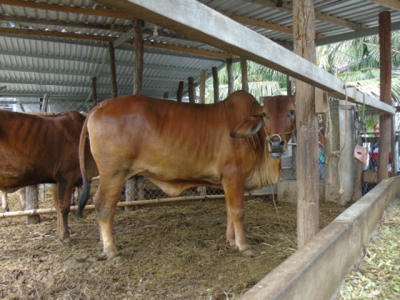 Ứng dụng tiến bộ kỹ thuật chăn nuôi bò hướng thịt