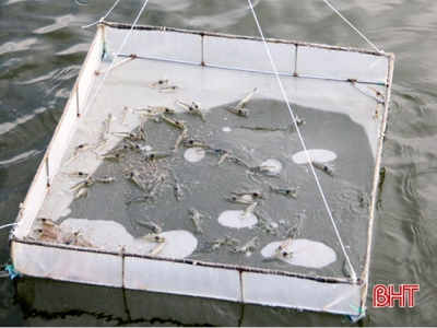Prolonged heat results in massive death of shrimp post larvae