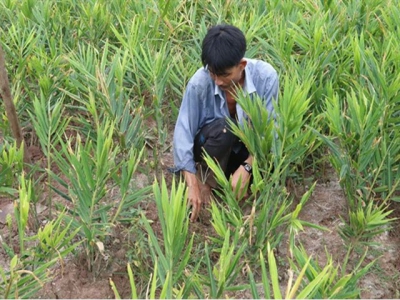 Specialised farming areas developed for climate change adaptation