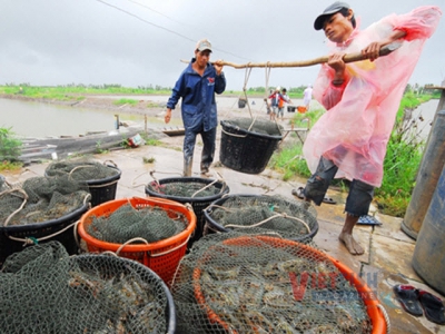 Shrimp sector in the race of bringing in 3.5 billion USD
