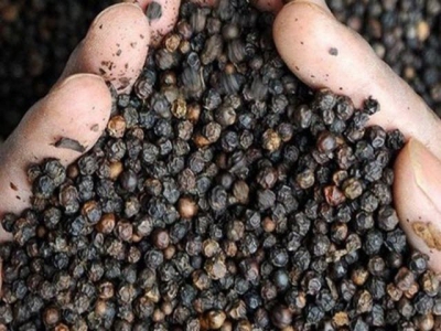 Pepper prices remain low despite undergoing slight increase