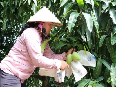 Đồng Tháp grants code for 133 fruit-growing areas for export