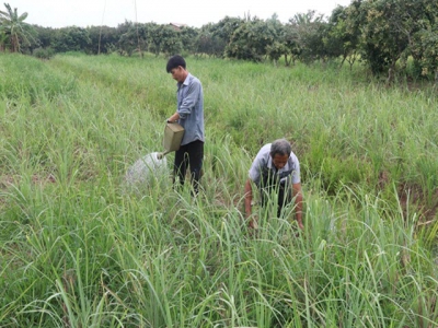 Lemongrass farmers in Tiền Giang Province encouraged to expand output, diversify products