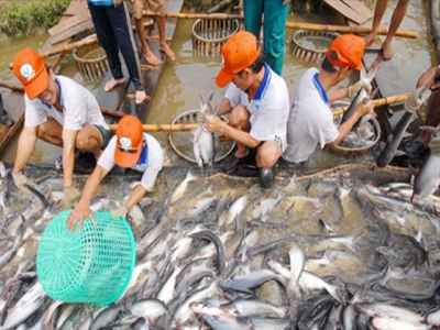 Prices of pangasius material continue to stabilize