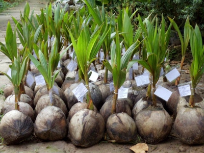 Developing more resilient, higher yield coconuts