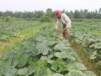 Trà Vinh embraces science, technology in agriculture