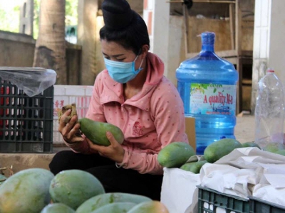 Chinese consumers taste Vietnamese mangoes