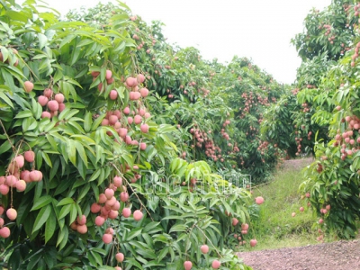 Bac Giang lychees exported to European market