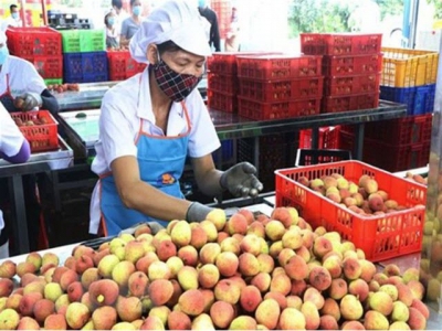 40 tonnes of fresh Vietnamese lychees to enter Australian market