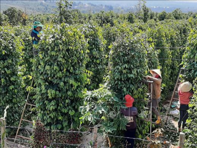 Agricultural expansion in Gia Lai adds value to products, increases farmers incomes