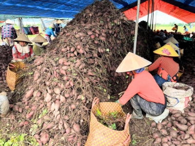 Sweet potato farmers hit hard as exports to China slowdown