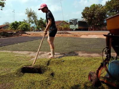 Vietnam farmers warned not to expand black pepper crop to avoid glut