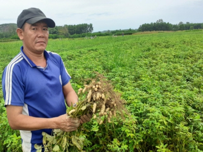 Lạc đạt năng suất khủng trên đất lúa kém hiệu quả