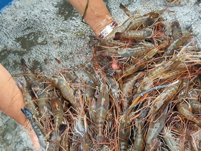 Forcast Q2/ 2021, shrimp exports will increase by 20%.