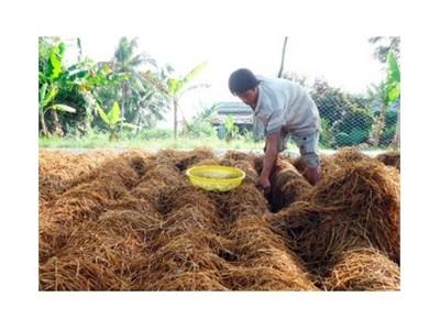 Tăng Thu Nhập Từ Nấm Rơm Ở Hậu Giang