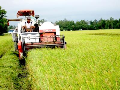 Mô Hình Cánh Đồng Mẫu Trên Cây Lúa Mang Lại Lợi Nhuận Cao