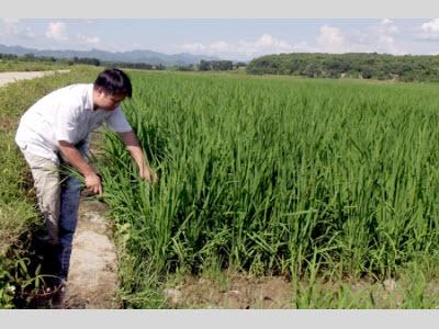 Chủ Động Phòng Trừ Dịch Hại Lúa Mùa Sau Mưa Lũ