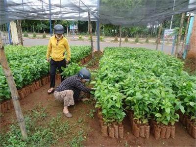 Cò Bán Cây Giống Náo Loạn Tây Nguyên