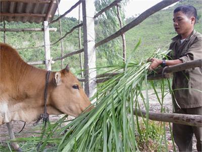 Phòng Bệnh Nấm Da Lông Ở Bê Nghé