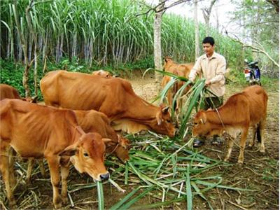 Phòng Bệnh Nấm Da Lông Ở Bê Nghé