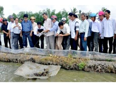 Triển Vọng Từ Nuôi Cua Mật Độ Cao