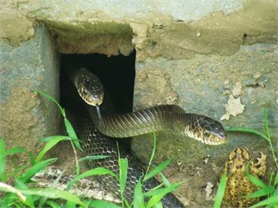Ớn lạnh người đàn ông nuôi đàn rắn độc hơn 1000 con dài cả mét