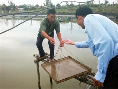 Nuôi Tôm Đất - Lãi Không Nhiều Nhưng Ít Rủi Ro