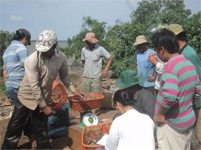 Hơn 60% Hộ Nuôi Tôm Thẻ Chân Trắng Có Lãi