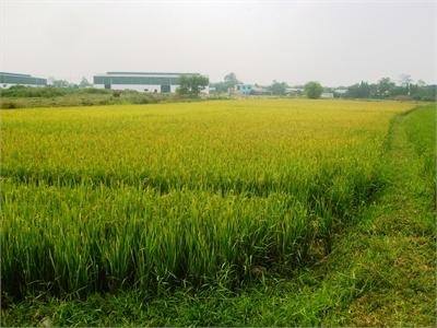 Phòng Trừ Chuột Hại Lúa