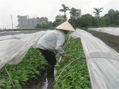 Người Trồng Rau Thất Thu Vì Mưa Bão