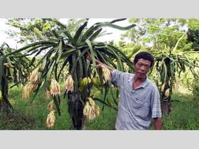 Thanh Long Ruột Đỏ Đơm Hoa, Kết Trái Trên Đất Tân Quang