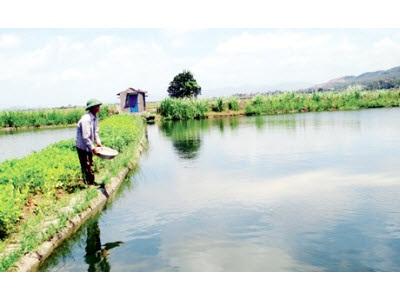 Quảng Ninh Chuyển Đổi Nuôi Một Số Loài Cá Biển Trong Ao