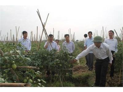 Vĩnh Tường (Vĩnh Phúc) Xây Dựng Vùng Sản Xuất Cà Chua Ghép Theo Tiêu Chuẩn VietGap