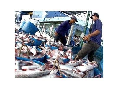 Tổ Hợp Tác Nuôi Cá Tra Quy Mô Nhỏ Đầu Tiên Đạt Chuẩn GlobalGAP