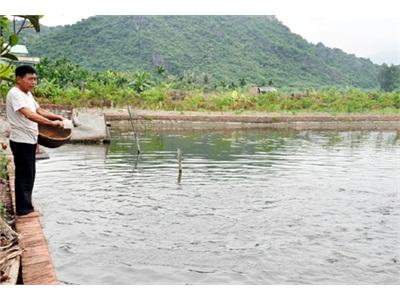 Nuôi Cá Trắm Đen Ở Yên Đức (Quảng Ninh)