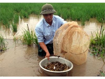 Bắc Ninh Nuôi Cua Đồng, Mô Hình Mới Phát Triển Kinh Tế