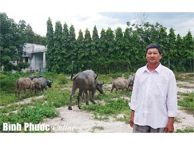 Nuôi Trâu Cho Thu Nhập Cao