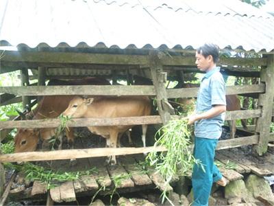 Hiệu Quả Chăn Nuôi Bò Tại Thông Nông