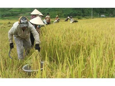 Miền Núi Phú Yên Chuyển Mình