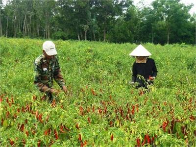 Cuối Vụ, Giá Ớt Tăng Lên Mức 20.000 - 24.000 Đồng/kg