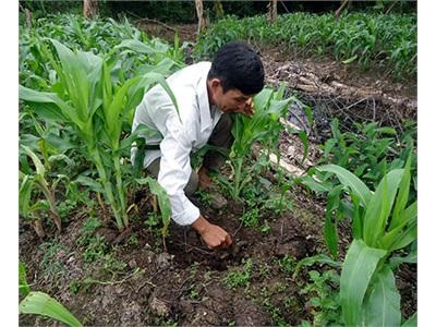 Tân Bình Chuyển Đổi Cây Trồng