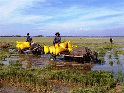 Nước Lũ Phá Vỡ Đê Bao Sản Xuất Vụ 3 Nhấn Chìm 80ha Lúa