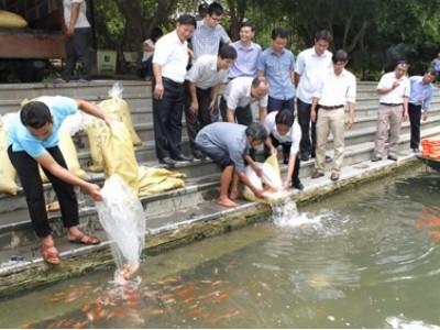 Sản xuất, ương, nuôi thành công cá chép Koi tại Ninh Bình