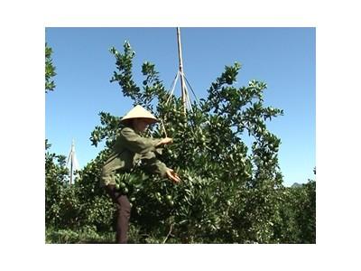 Toàn tỉnh Hòa Bình có 3.550 ha cây ăn quả có múi