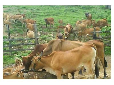 Bình Định đầu tư hơn 6.254 tỉ đồng thực hiện đề án phát triển chăn nuôi bò thịt chất lượng cao