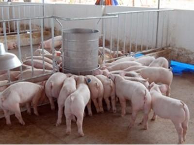 Tăng cường kiểm tra việc sử dụng chất cấm trong chăn nuôi