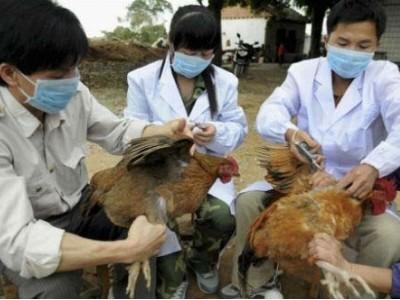 Xuất hiện cúm A/H5N6 trên đàn gia cầm