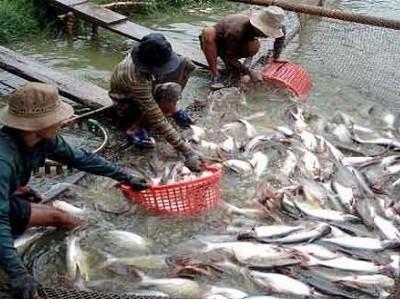 Thành phố Sa Đéc (Đồng Tháp) có diện tích nuôi cá tra giảm khoảng 53%